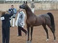 Famous Arabian Horses