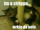LOLcats LOLcats