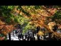 AUTUMN COLOURS