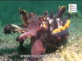 Minahasa Dive Resort Sulawesi - Bunanken