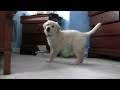 Cassie the Golden Retriever Under the Bed