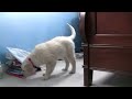 Cassie the Golden Retriever Under the Bed