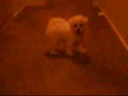 White Thing