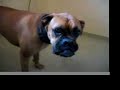 OSCAR BOXER REALLY HATES CAMERA