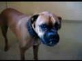 OSCAR BOXER REALLY HATES CAMERA