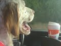 coco the english setter