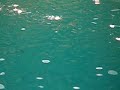 Fish Farm Paradise Island Fish Farm Paradise Island