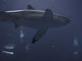 Great White Shark at Monterey Bay Aquarium