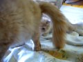 Semola, my little cat and Red, his brother! Semola, my little cat and Red, his brother!