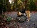 Three Legged Jerry Dog Plays with Bicycle Tire