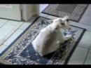 westchester-pet-expo-2007.html