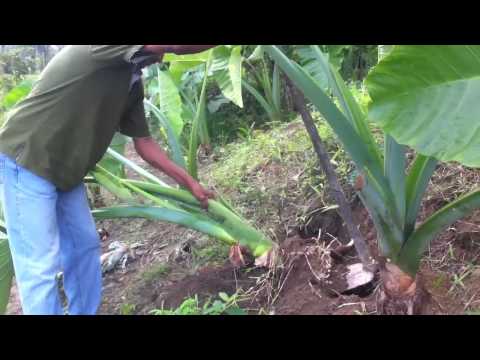 how to harvest taro