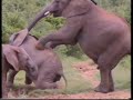 Elephant Party in ADDO-Park South Africa