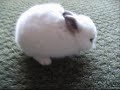 Baby Dwarf Rabbit- Mochi