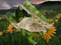 http://www.revski.org


this is a memorial song, sung by squire parsons. this video is in remembrance of love ones that have passed.