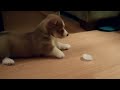 Bandit the Corgi vs. Ice