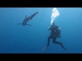 Requin Océanique à plointes blanches