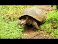 Giant Tortoise on the Move