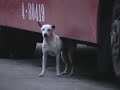 Thai Soi Dog Scratching his back under a bus Thai Soi Dog Scratching his back under a bus