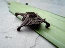 Que bicho é esse? Que bicho é esse?