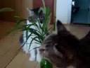 Cat Grass: Dog's tail Grass