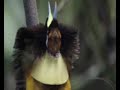 birds of rave,planet earth,charver