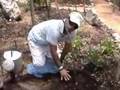 Adal Ramones planta su árbol de Chacah en Xel-Há