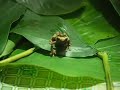 Photographing Frogs in Madagascar