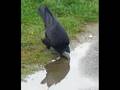Marco l'ami des animaux - Le Corbeau Default