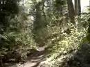 Walk on the Hemlock Bluff Trail