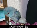 マメルリハのレミィさん、�...