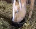 More Baads horses