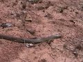 Don't chase Brown Snakes