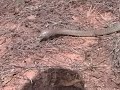 Don't chase Brown Snakes