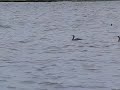 Cormorants taking off (opstijgende aalscholvers)