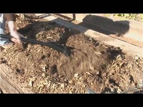 how to transplant turnips