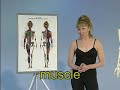 Anatomy and Kinesiology for Dancers