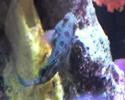 Synchoropus picturatus, LSD Mandarinfisch