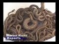 Snakes Infest Idaho House