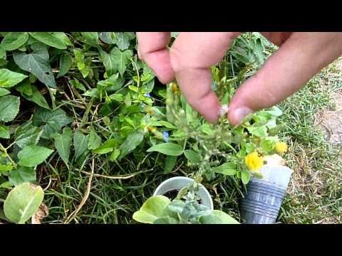 how to harvest lettuce