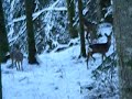Bambi