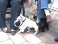 Bulldog Francés video