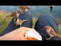 Click here to watch this video スズメのチュンちゃん、手乗りに膝乗り なんでもOK 2012.5.22