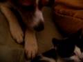 Gracie Loves this Kitty