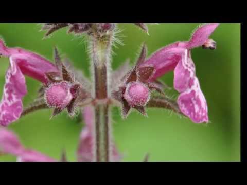 how to grow echium vulgare