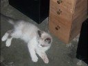 8 de cada 10 gatos prefieren boing!