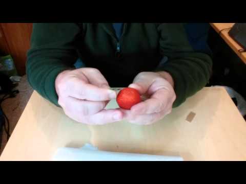 how to harvest strawberry seeds