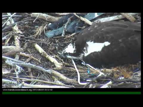 Osprey Chick Tangled in Discarded Ribbon