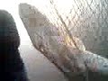 Video025.3gp