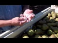 Pear Harvest '11 - Chris Frieders